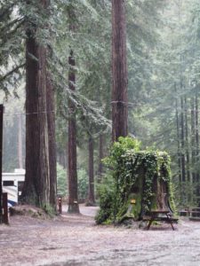 Santa Cruz Redwoods RV Resort